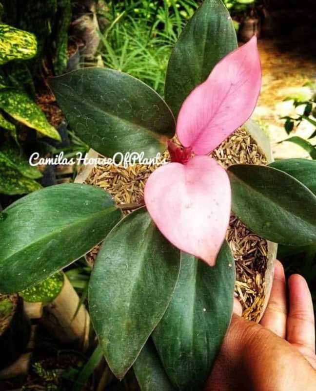 Philodendron pink princess