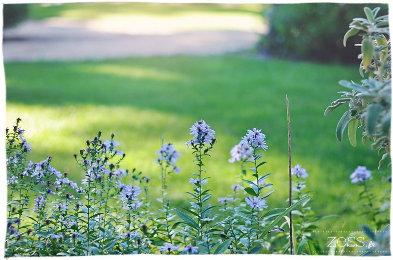 fleurs bleu