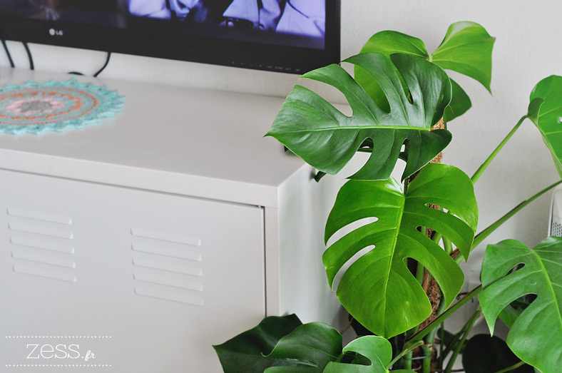 plante monstera philodendron