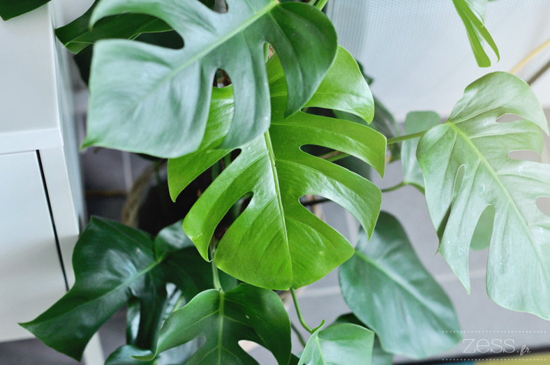 philodendron monstera