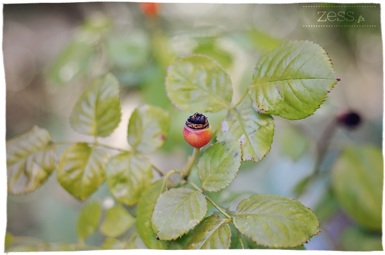 macro automne vegetal arbre