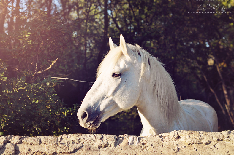 cheval blanc