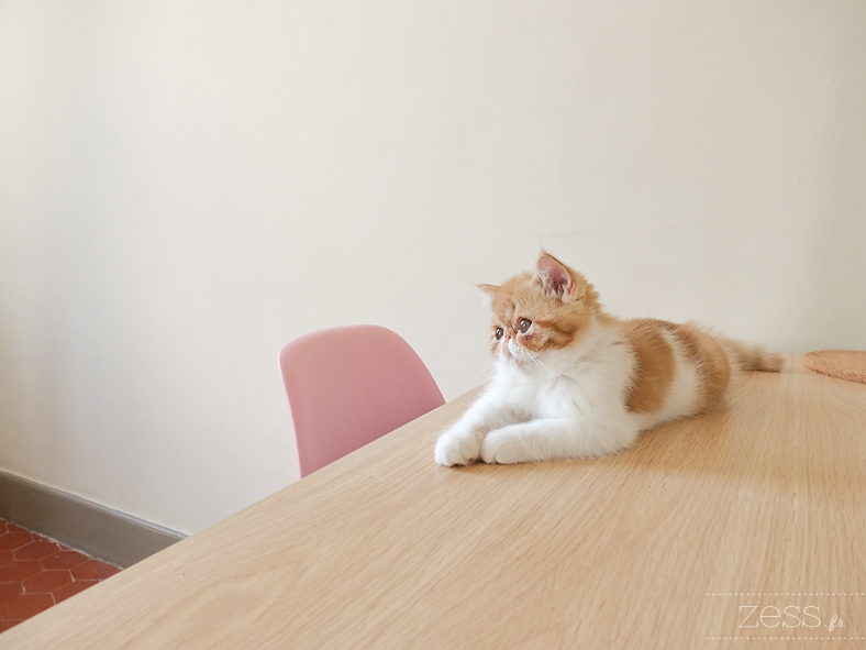 exotic shorthair