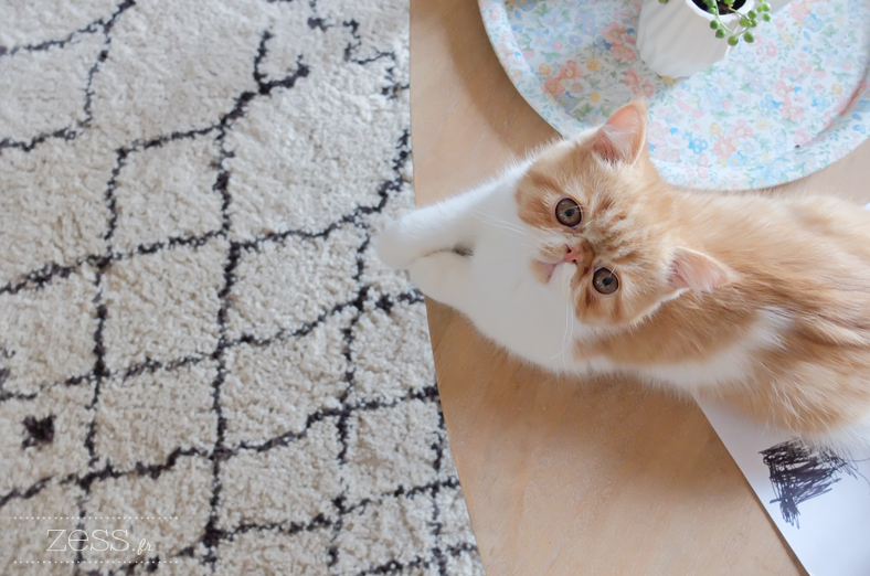 tapis berbère chaton exotic shorthair