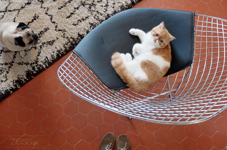 exotic shorthair diamond chair