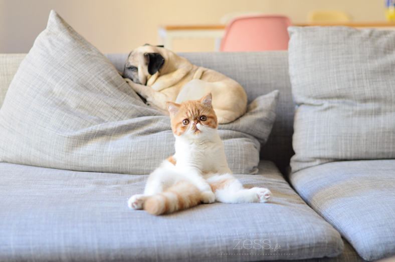 chat chein canapé exotic shorthair carlin