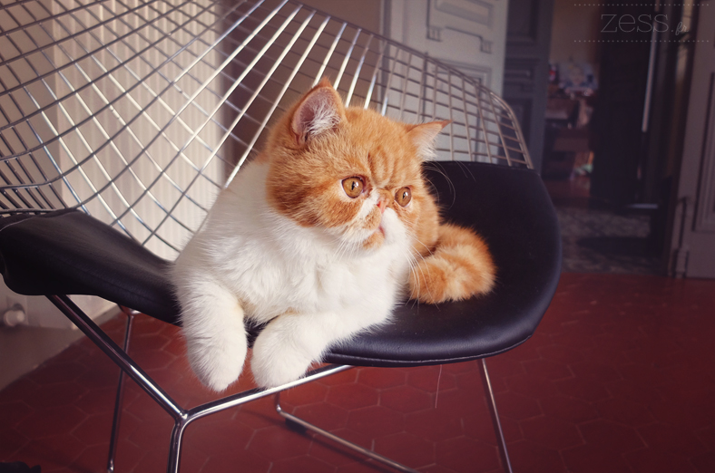 chaton exotic shorthair