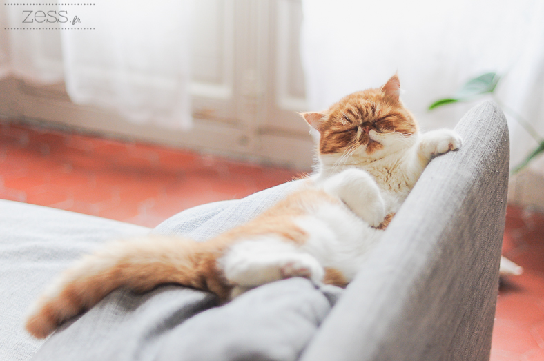 chaton exotic shorthair