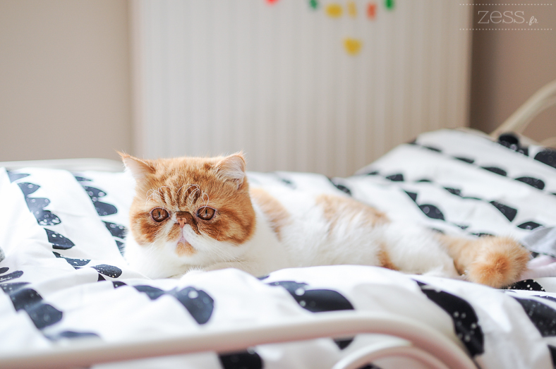 chaton exoticshorthair