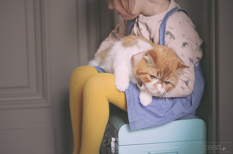 exotic shorthair chaton