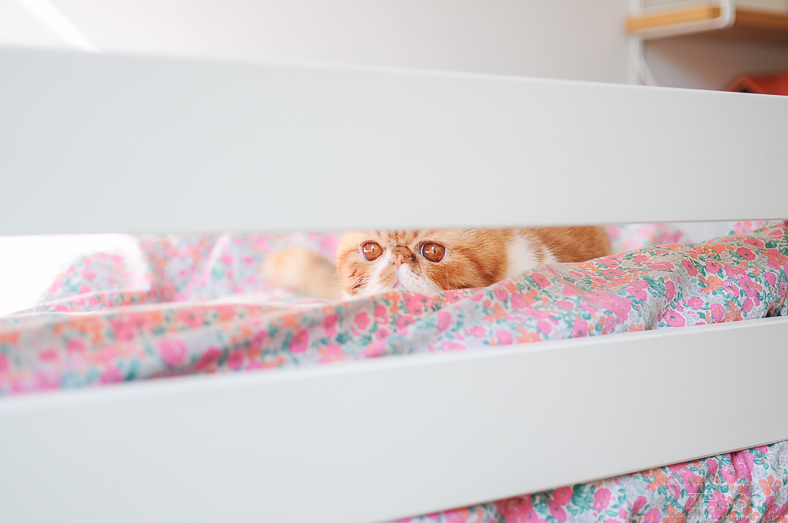 exotic shorthair