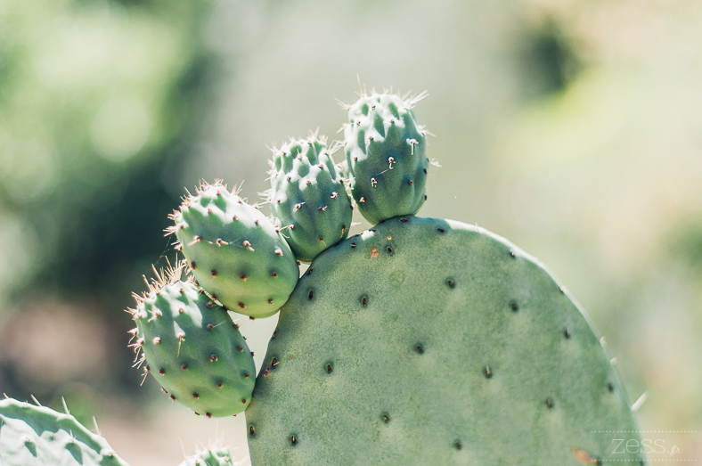 cactus lover