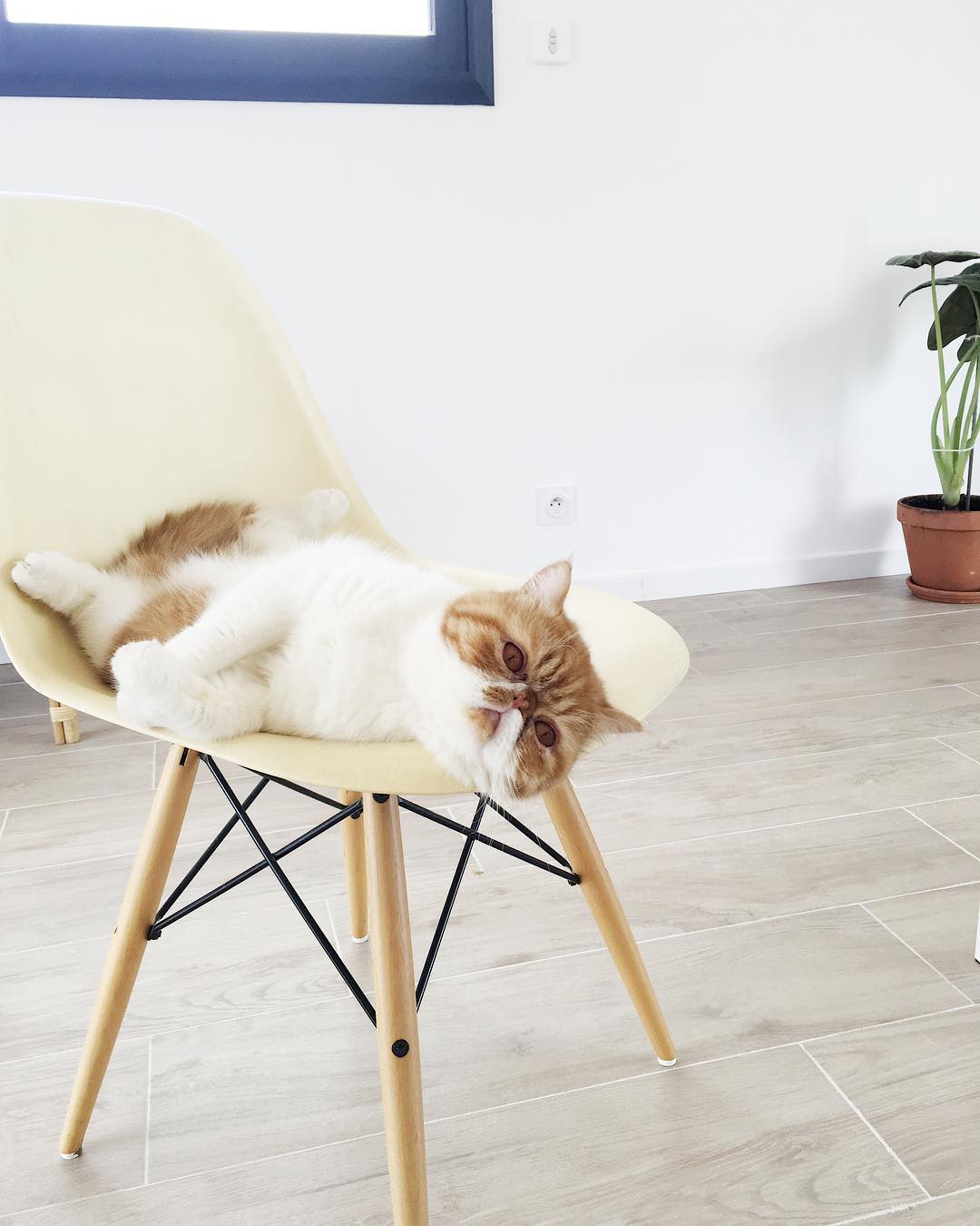 #robertlechat se sent bien dans la nouvelle maison
