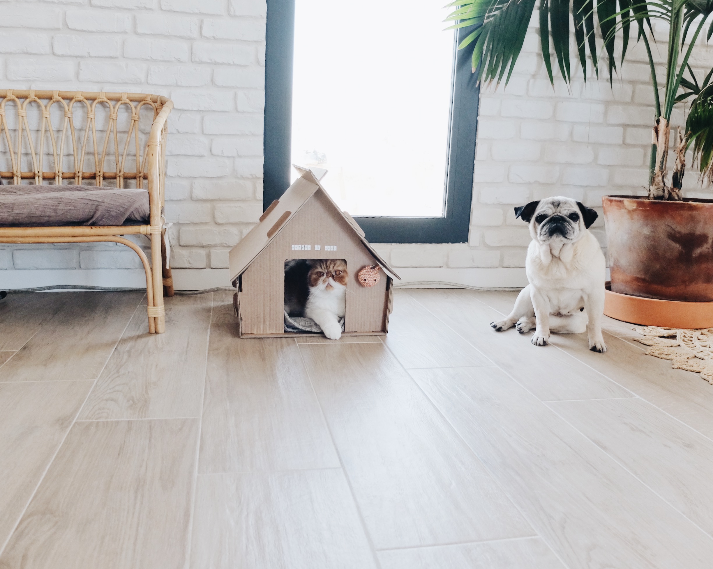 selfpackaging catbox