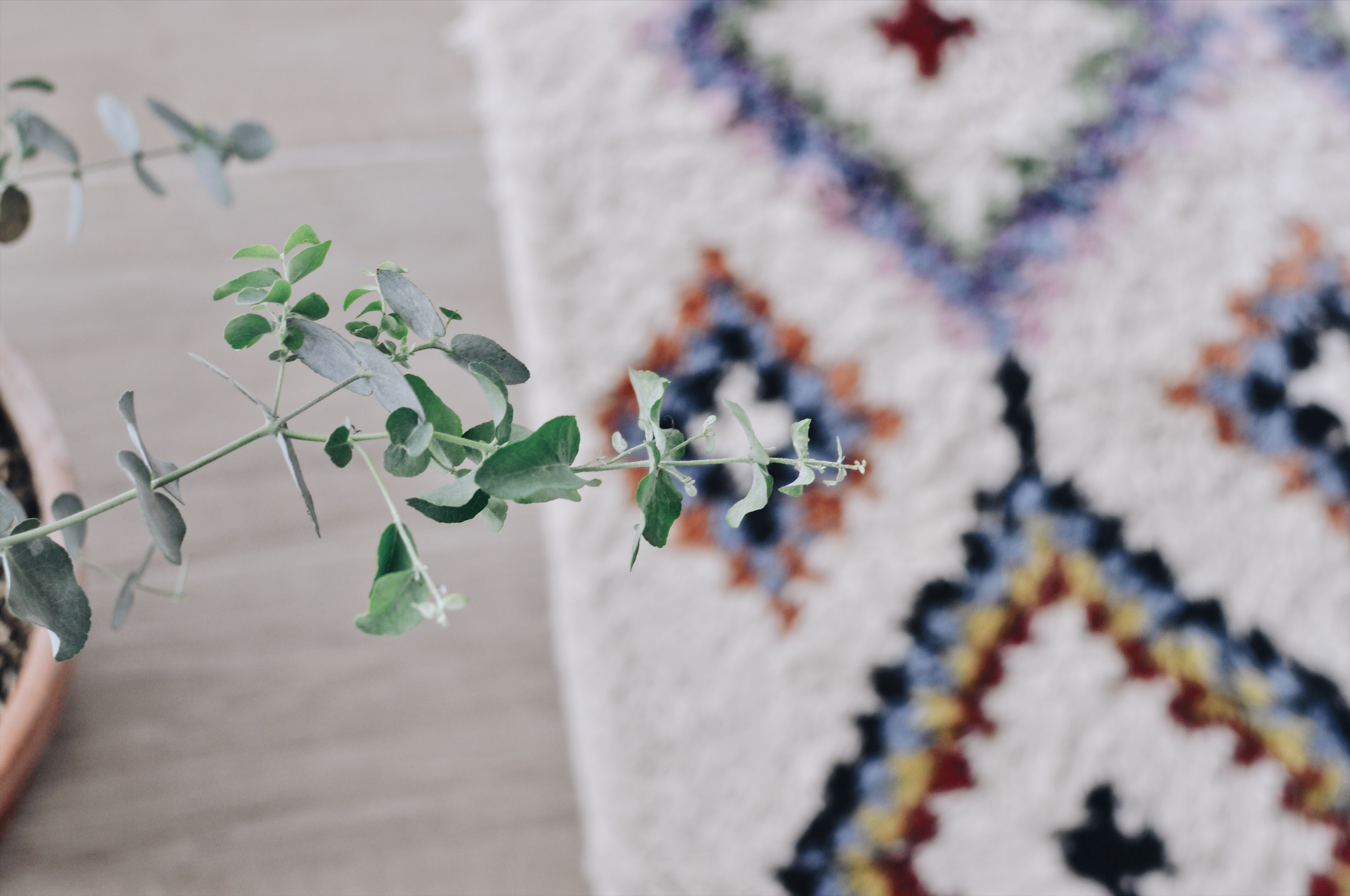 eucalyptus intérieur