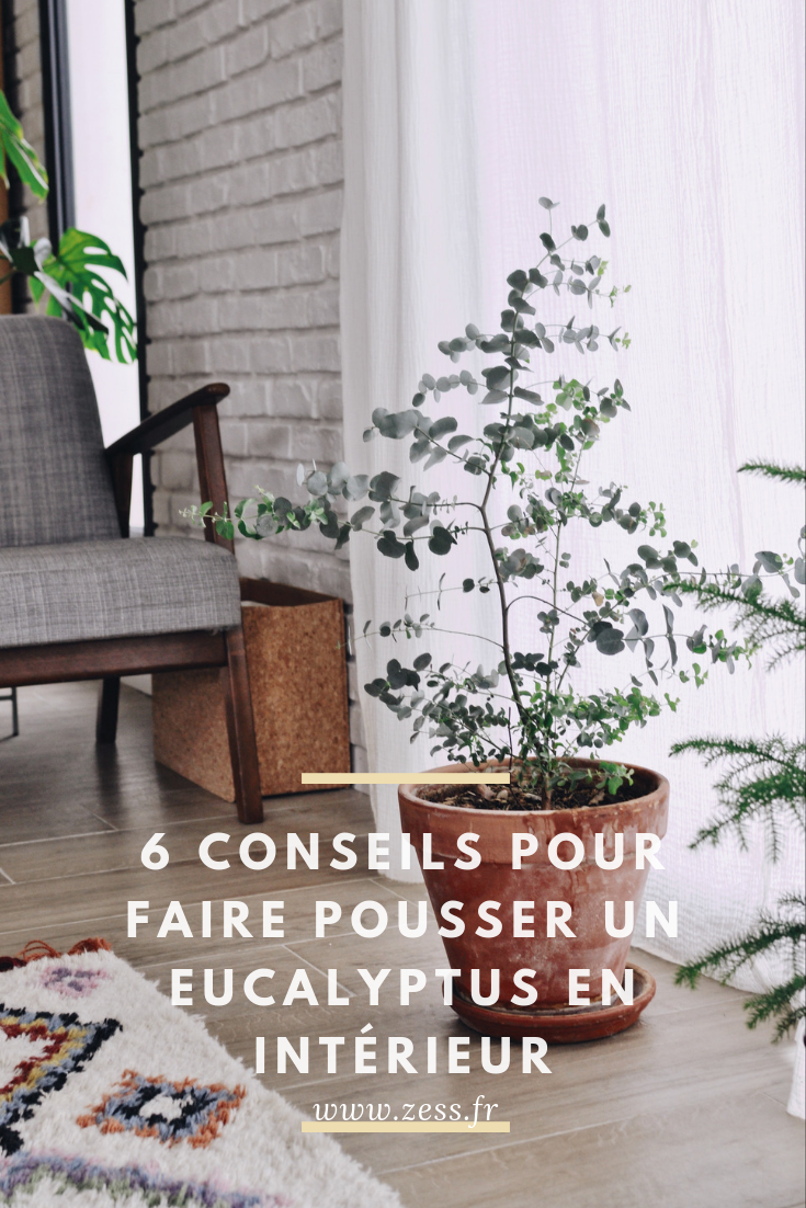 conseils pour faire pousser un eucalyptus en intérieur