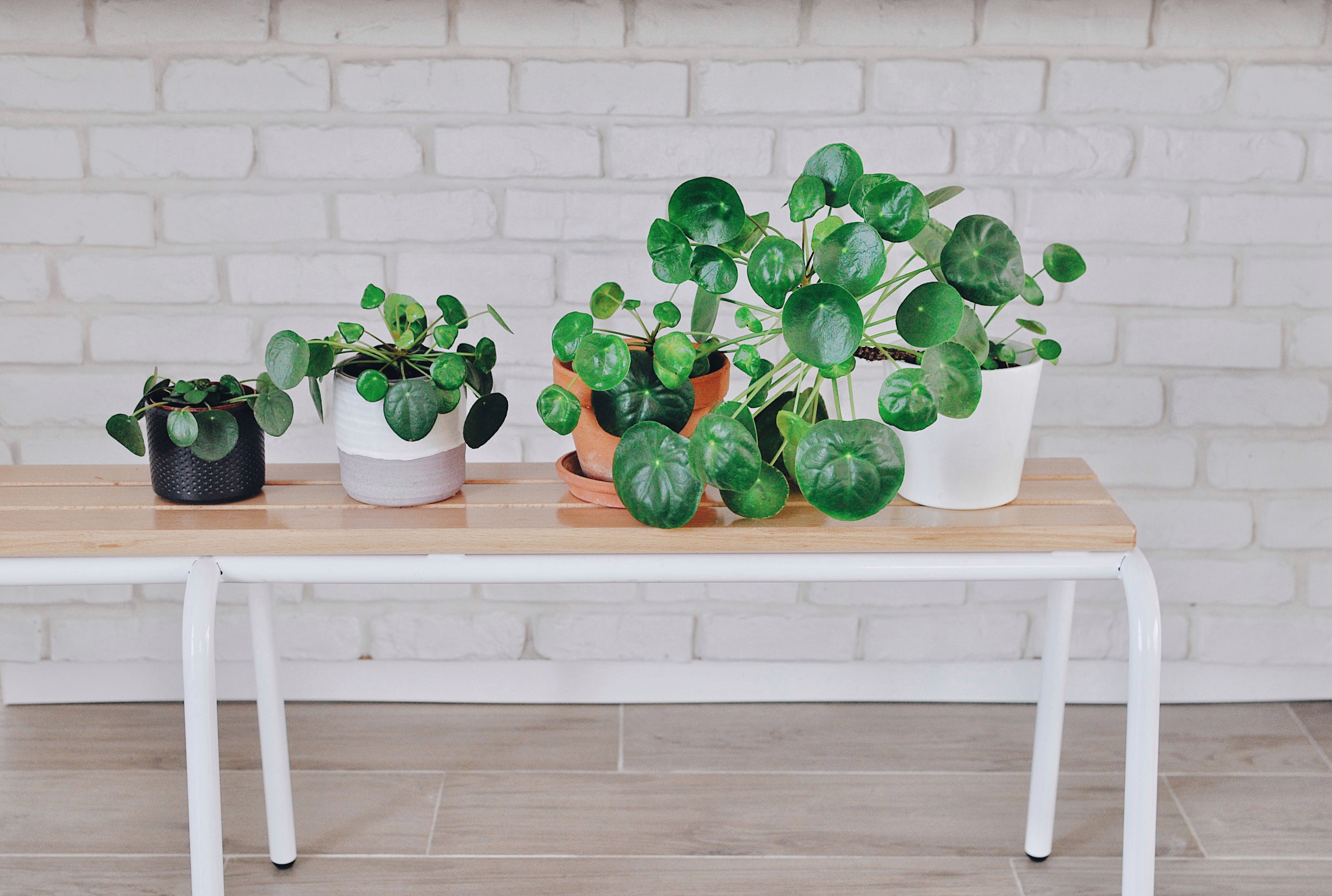 pilea family