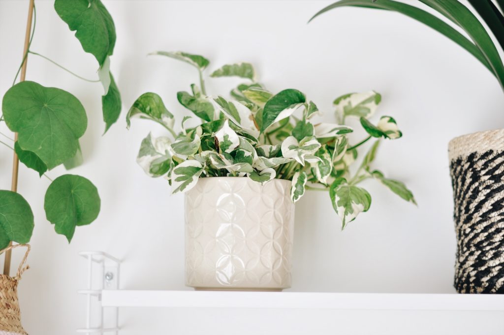 pothos n joy scindapsus blog plante