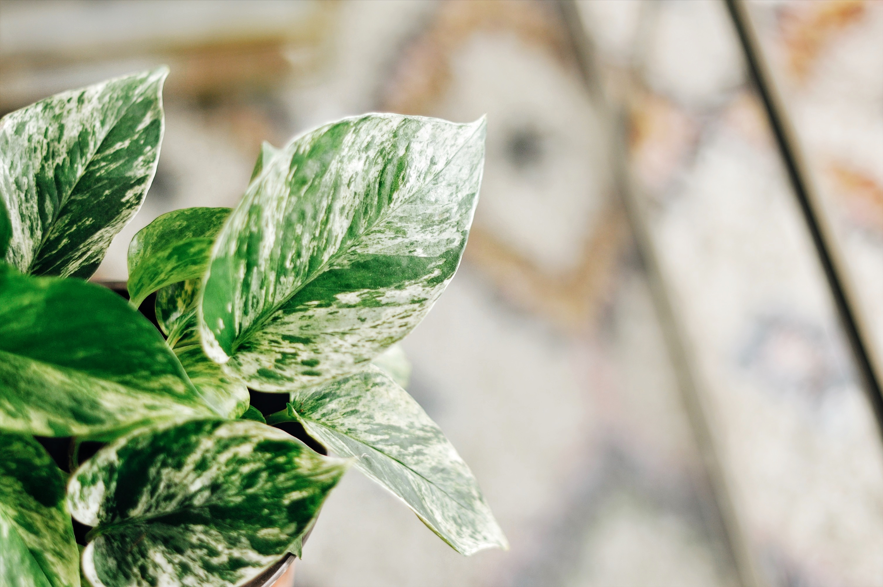 pothos marble queen