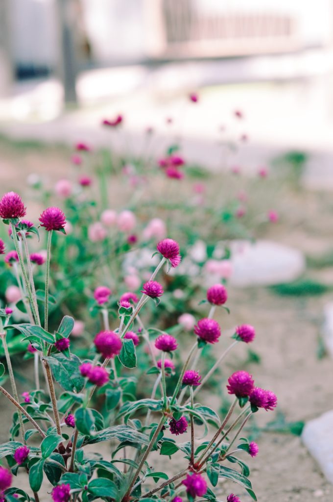 jardin semis fleurs séchées