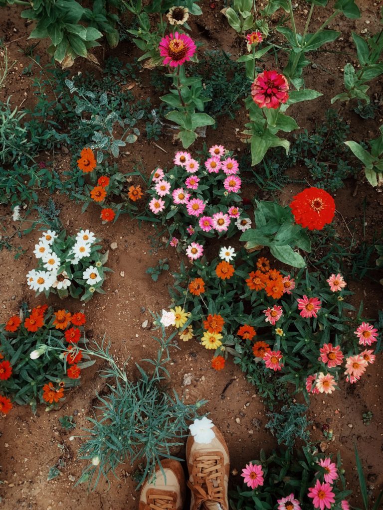 jardin semis fleurs