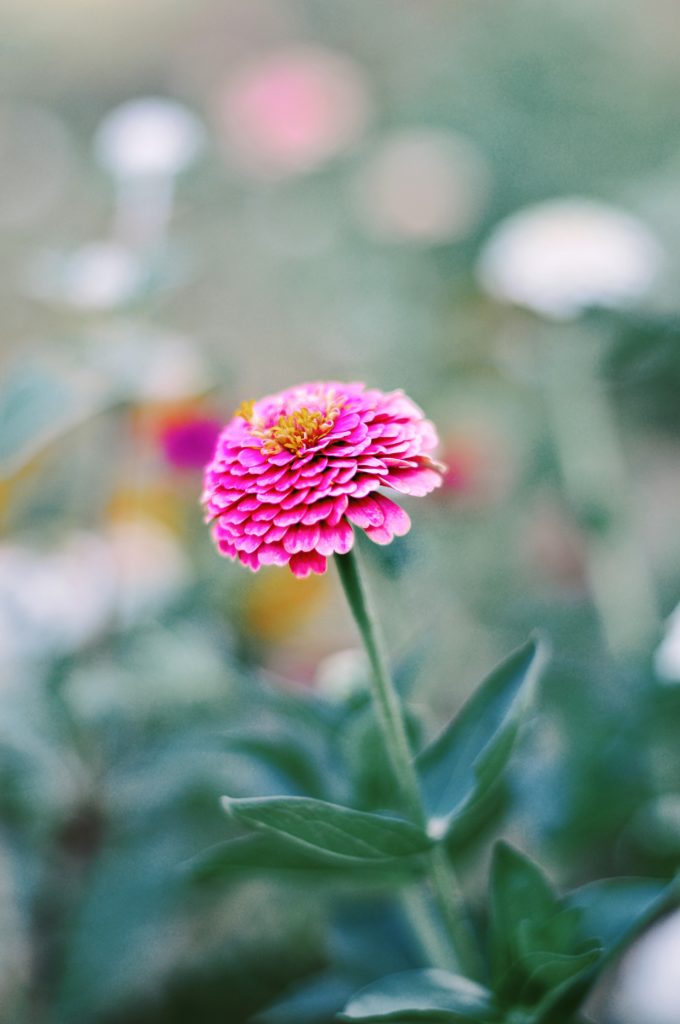 zinnia semis fleur facile