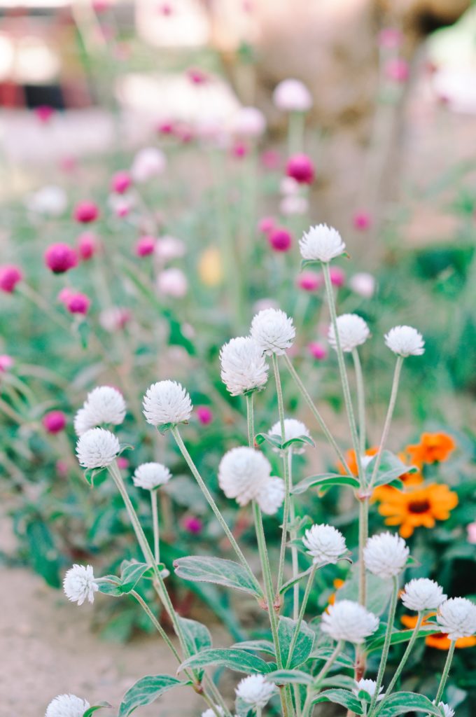 gomphrena semi jardin