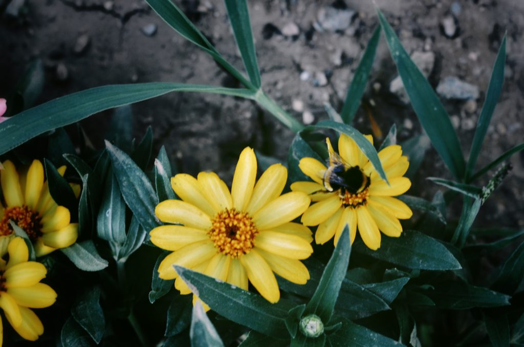 mini zinnias