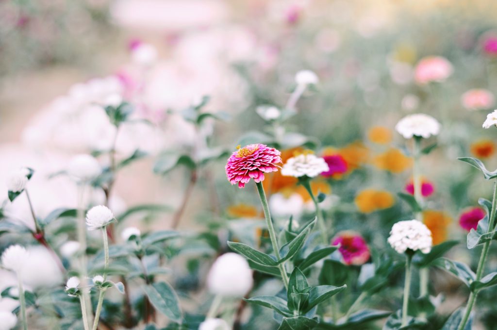 zinnias