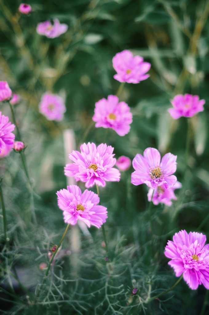 cosmos double jardin