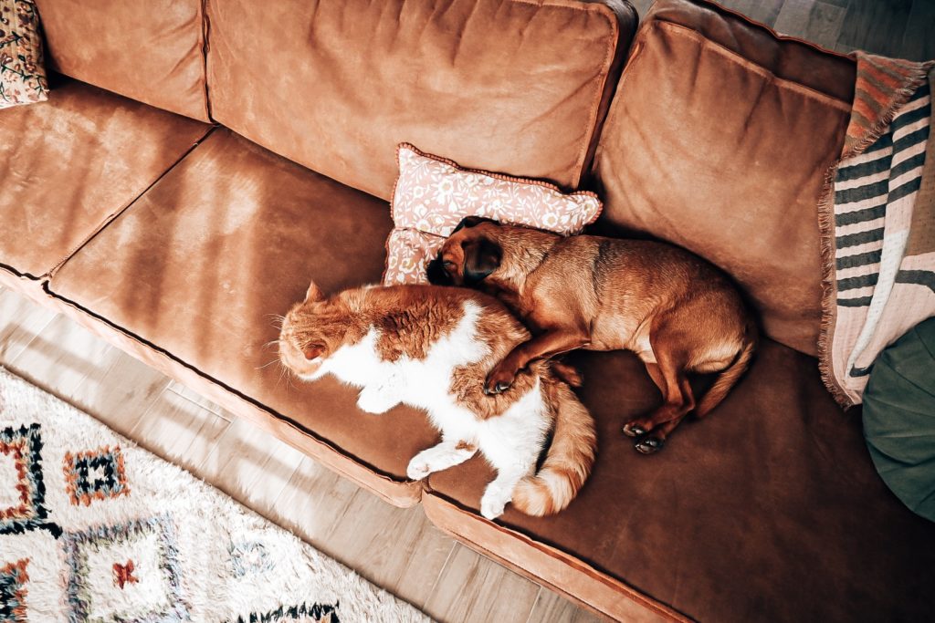 amitié chien chat