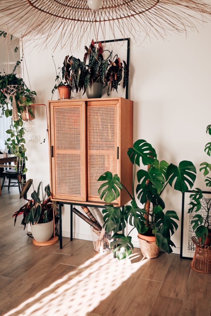 entretien d'une monstera