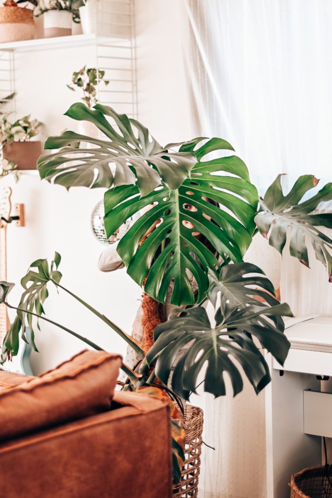 monstera entretien feuille