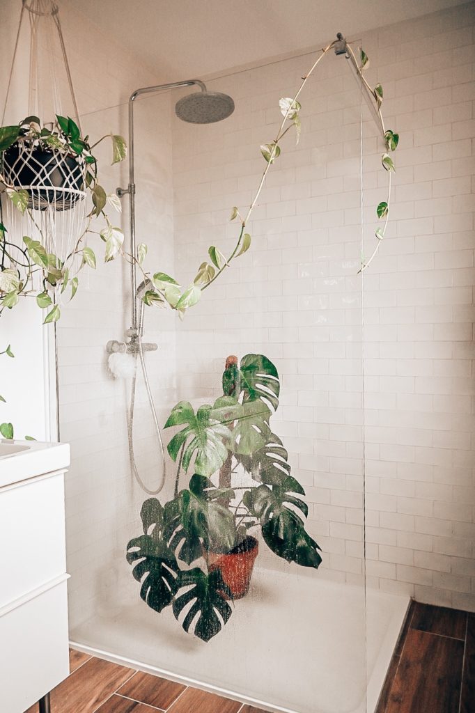 monstera deliciosa entretien douche