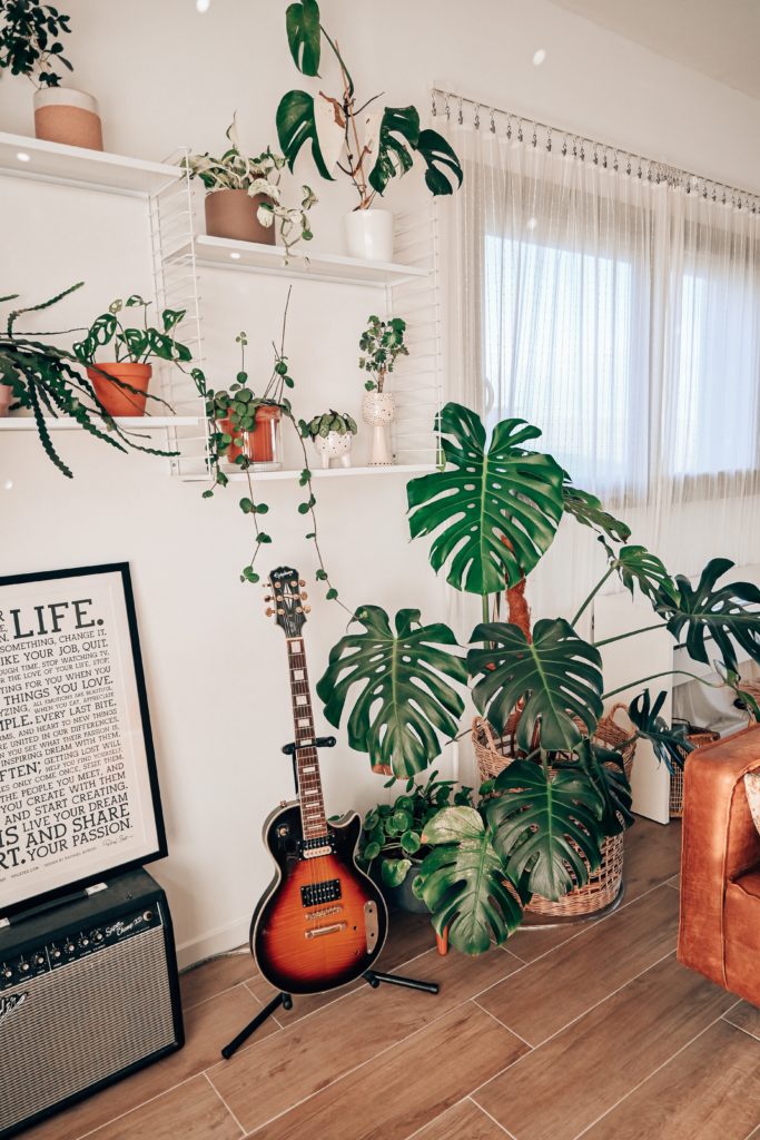 Secrets de plantes : comment j'entretiens la monstera deliciosa