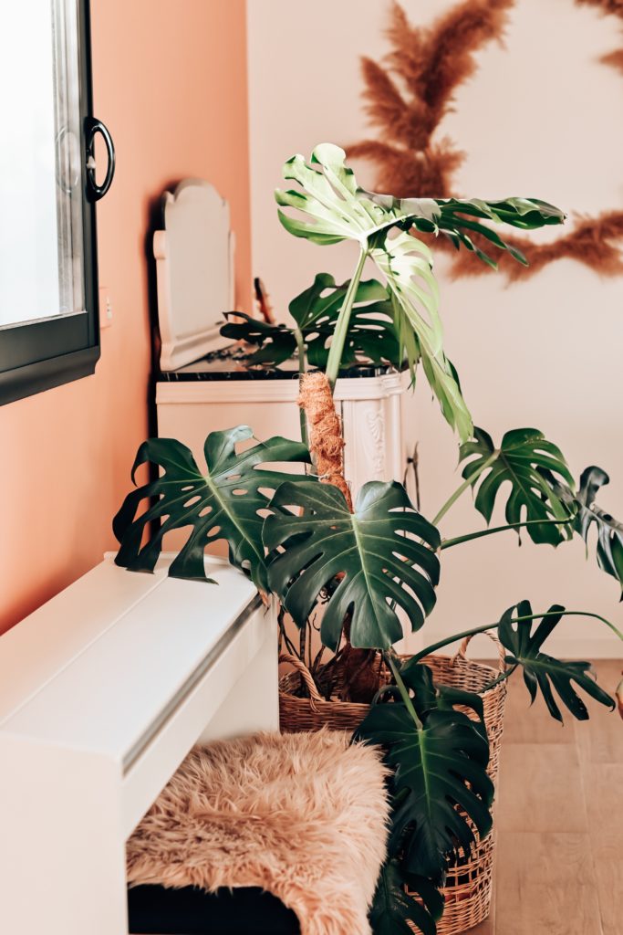 monstera deliciosa entretien emplacement