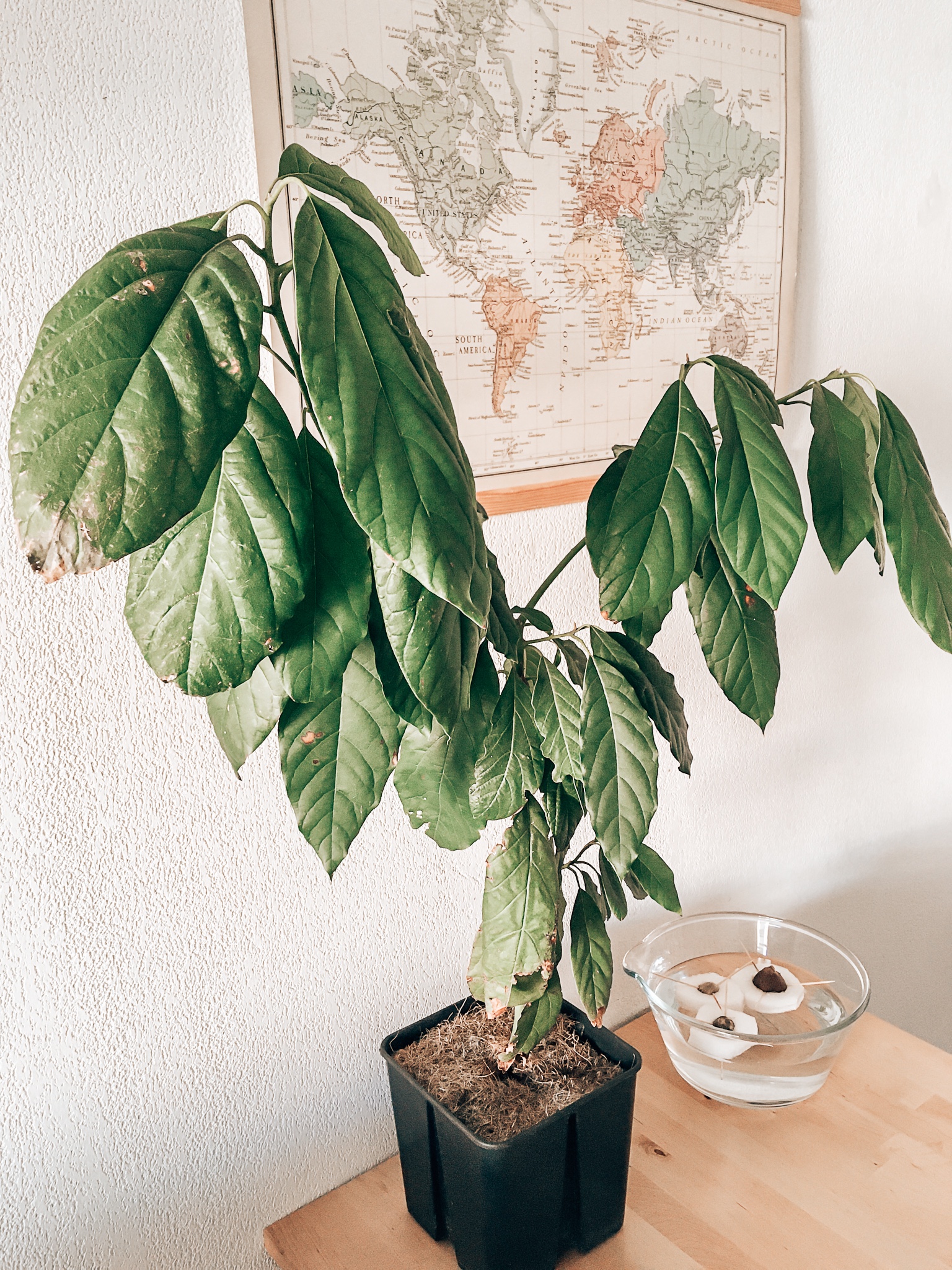 10 plantes à faire pousser à partir de noyaux ou pépins