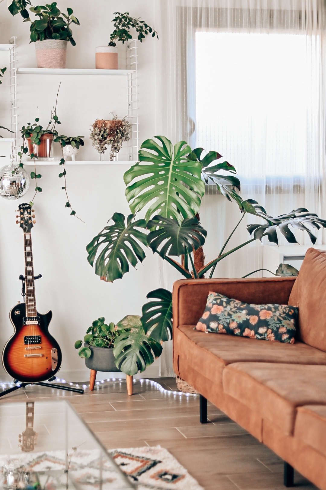 Monstera deliciosa sur tuteur coco 